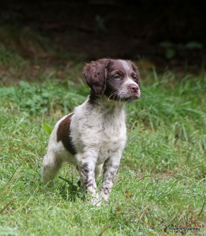 De La Rivière Ouareau - Chiots disponibles - Epagneul Breton
