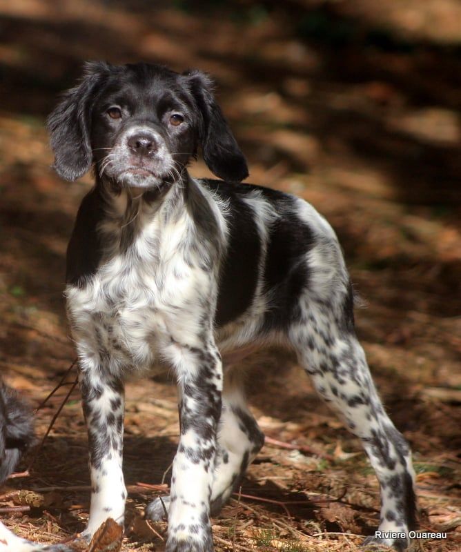 De La Rivière Ouareau - Chiots disponibles - Epagneul Breton