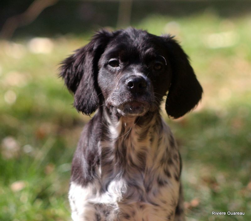 De La Rivière Ouareau - Chiots disponibles - Epagneul Breton