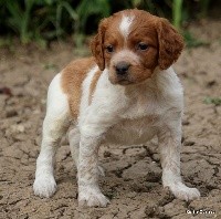 male orange et blanc anoure