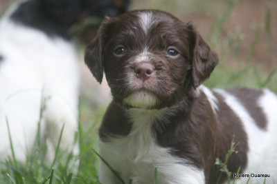MALE MARRON