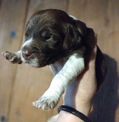 CHIOT marron et blanc