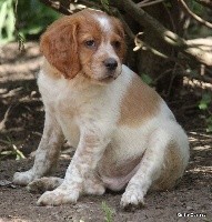 Otello