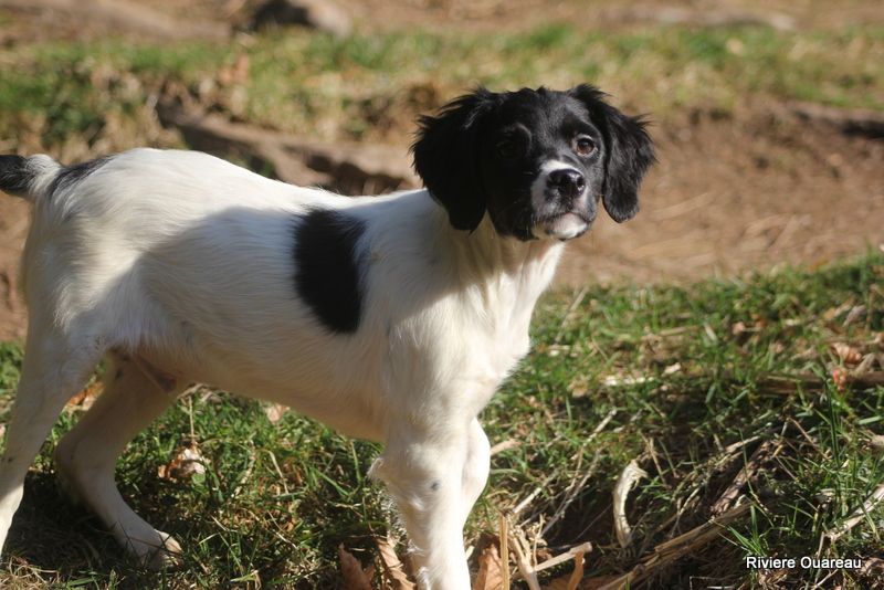 De La Rivière Ouareau - Chiots disponibles - Epagneul Breton