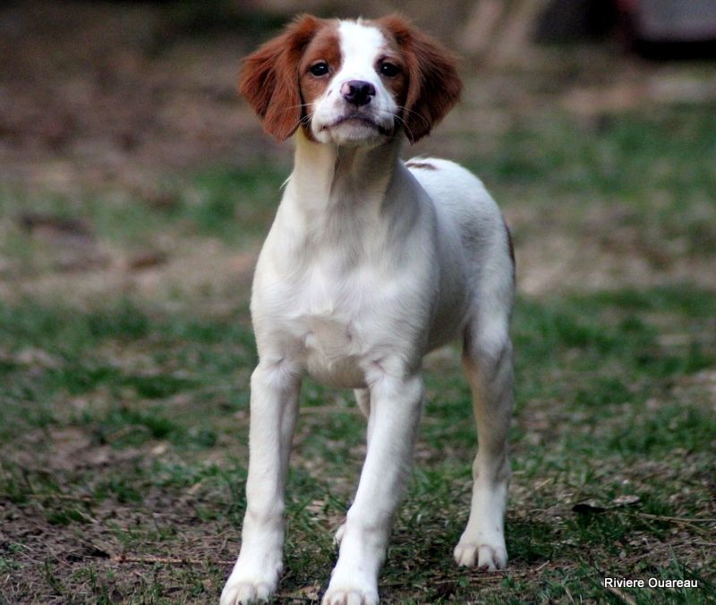 De La Rivière Ouareau - Chiots disponibles - Epagneul Breton