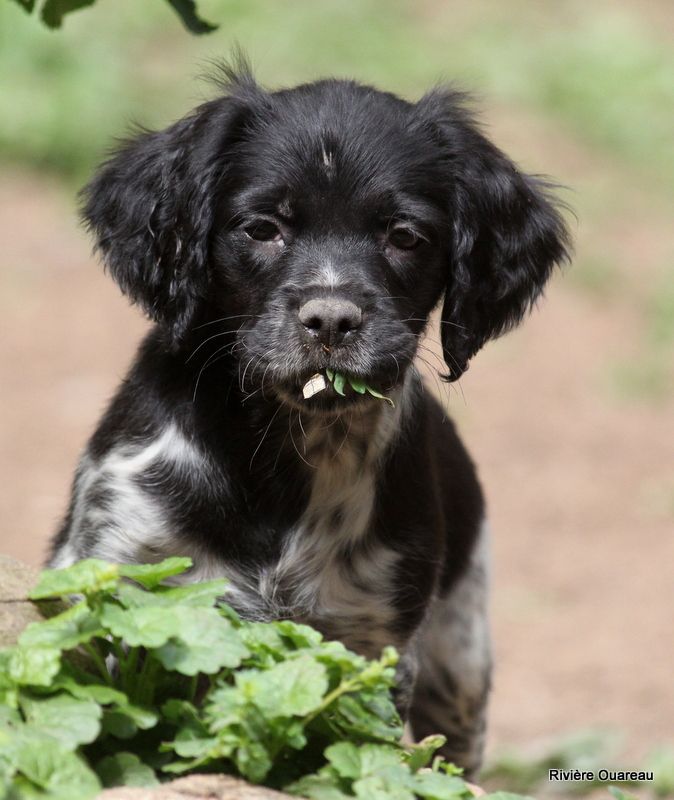 Chiot Epagneul Breton De La Rivière Ouareau